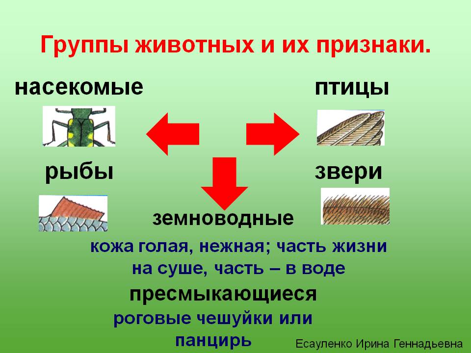 На какие группы разделяются. На какие группы делятся животные. Признаки животных по группам. Какие бывают группы животных 3 класс. На какие две группы делятся животные.