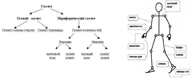 Анатомия в схемах и таблицах крылова