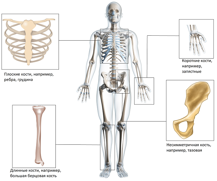 Схема виды костей