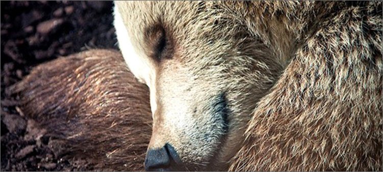 urșii pierd greutatea când se hibernează