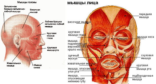 Мышцы лица описание. Мимические мышцы головы анатомия. Мимические мышцы анатомия человека. Мышцы лица анатомия латынь. Строение мышц головы и лица.