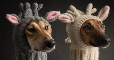 Knitting patterns for small dogs